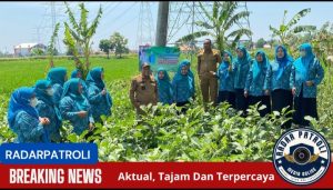 Peran Aktif Ketua TP PKK Desa Wringinanom Gelar Panen Tomat, Terong, Dan Cabe