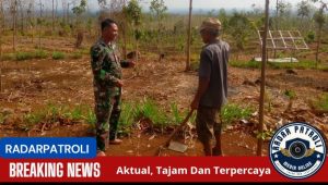Gerakan Antisipasi Darurat Pangan Nasional, Koramil Kuripan Pantau Lahan Tanaman Jagung