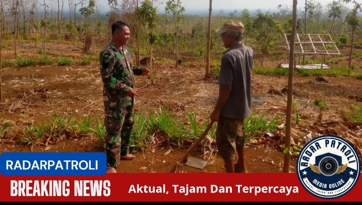 Gerakan Antisipasi Darurat Pangan Nasional, Koramil Kuripan Pantau Lahan Tanaman Jagung