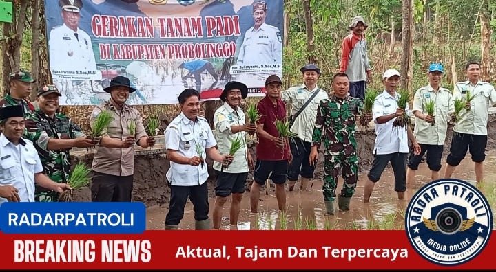 Gerakan Tanam (Gertam) Padi Di Desa Pohsangit Tengah, Kabupaten Probolinggo