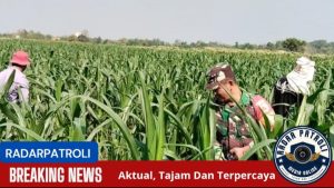 Gerakan Antisipasi Darurat Pangan Nasional, Koramil Kotaanyar Lakukan Pendampingan Perawatan Tanaman Jagung