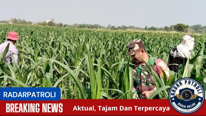 Gerakan Antisipasi Darurat Pangan Nasional, Koramil Kotaanyar Lakukan Pendampingan Perawatan Tanaman Jagung