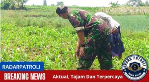Gerakan Antisipasi Darurat Pangan Nasional, Koramil Wonoasih Lakukan Pendampingan Perawatan Tanaman Jagung
