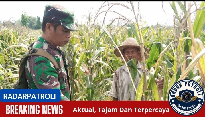Gerakan Antisipasi Darurat Pangan Nasional, Koramil Kotaanyar Lakukan Pendampingan