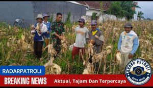 Mendukung Ketahanan Pangan Nasional, Koramil 0820/10 Kuripan Pantau Lahan Jagung