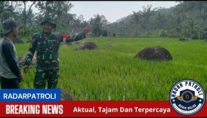 Gerak Cepat Koramil 0820/24 Tiris Dukung Gerakan Antisipasi Darurat Pangan Nasional