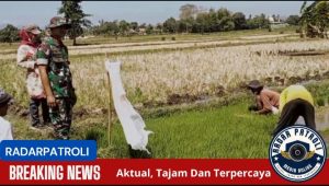Pendampingan Penanaman Padi Oleh Koramil 0820/21 Maron Untuk Sukseskan Ketahanan Pangan Nasional