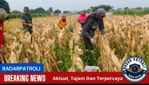 Koramil 0820/01 Kanigaran Dukung Gerakan Antisipasi Darurat Pangan Nasional Dengan Ikut Panen Jagung  