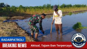Koramil 0820/02 Wonoasih Menanam Padi, Sukseskan Gerakan Antisipasi Darurat Pangan Nasional 