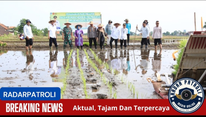 Terobosan Baru Kota Probolinggo, Pertanian Padi Organik Untuk Ketahanan Pangan
