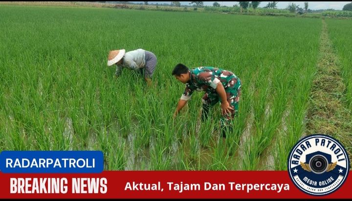 Serda Amir Anggota Koramil 0820/02 Wonoasih Bersama Petani, Wujudkan Ketahanan Pangan Nasional