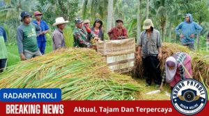 Koramil 0820/24 Tiris Dukung Gerakan Antisipasi Darurat Pangan Nasional, Untuk Panen Padi