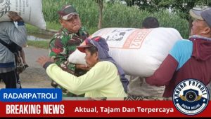 Peran Aktif Koramil 0820/21 Maron Melakukan Pendampingan Serapan Gabah Petani 