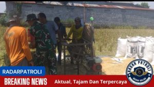 Dukung Gerakan Antisipasi Darurat Pangan Nasional, Koramil Dringu Mengawal Proses Memanen Padi