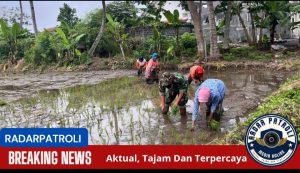 Koramil 0820/25 Krucil Dukung Gerakan Antisipasi Darurat Pangan Nasional Sinergi TNI Dan Petani Untuk Ketahanan Pangan