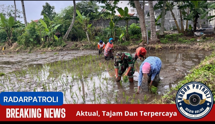 Koramil 0820/25 Krucil Dukung Gerakan Antisipasi Darurat Pangan Nasional Sinergi TNI Dan Petani Untuk Ketahanan Pangan
