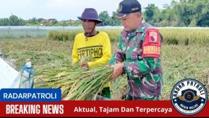 Koramil 0820/02 Wonoasih Dampingi Petani Lewat Program Sergap, Pastikan Panen Terserap Optimal