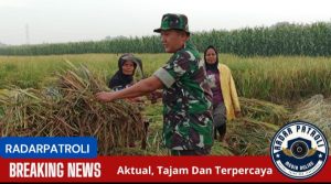 Pendampingan Program Serapan Gabah Petani oleh Koramil 0820/03 Leces