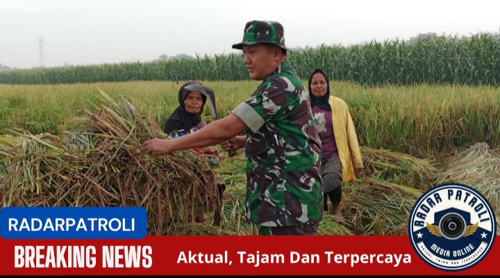 Pendampingan Program Serapan Gabah Petani oleh Koramil 0820/03 Leces