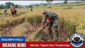 Koramil 0820/15 Pajarakan Dukung Ketahanan Pangan Lewat Pendampingan Program Sergap Di Desa Seloguding Wetan 