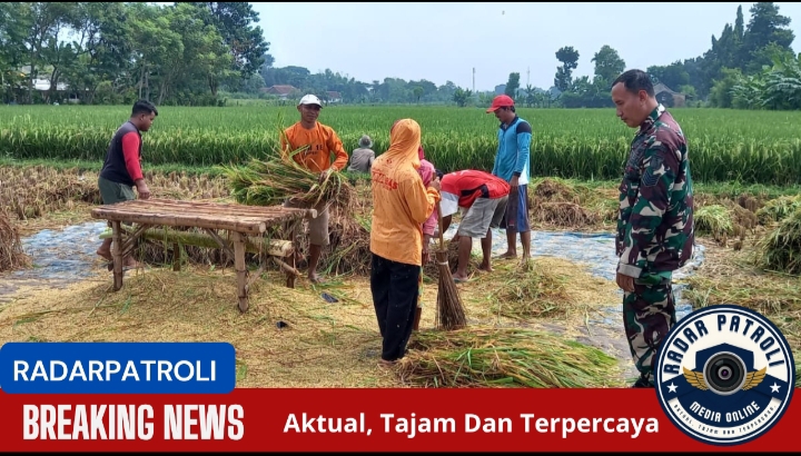 Pendampingan Program Serapan Gabah Petani Di Wilayah Teritorial Koramil 0820/02 Wonoasih