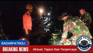 Anggota Koramil 0820/06 Sumberasih Bantu Warga Evakuasi Pohon Tumbang