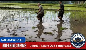 Dukung Gerakan Antisipasi Darurat Pangan Nasional, Koramil Leces Mengawal Proses Menanam Padi