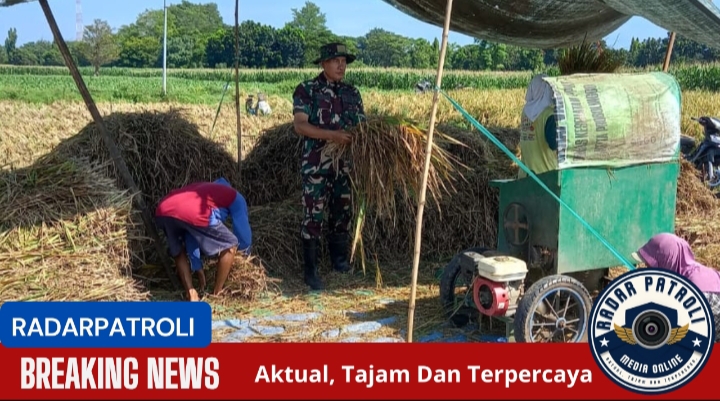 Dukung Dan Sukseskan Program Serapan Gabah Petani, Koramil Wonoasih Melakukan Pendampingan