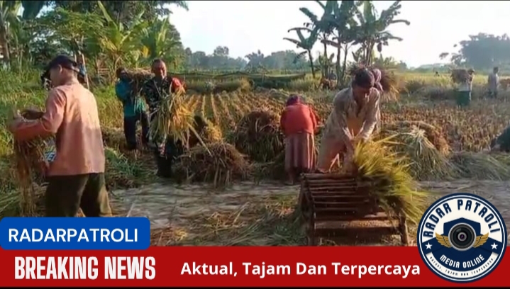 Koramil 0820/04 Bantaran Lakukan Pendampingan Program Sergab Untuk Meningkatkan Ketahanan Pangan Dan Kesejahteraan Petani