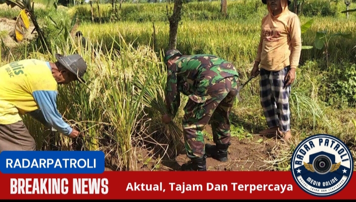 Koramil 0820/10 Kuripan Dukung Gerakan Antisipasi Darurat Pangan Nasional Melalui Pendampingan Petani