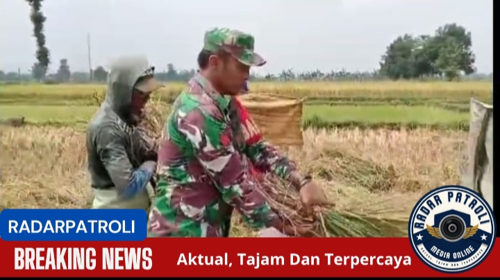 Dukung Dan Sukseskan Program Serapan Gabah Petani, Koramil Pajarakan Melakukan Pendampingan 