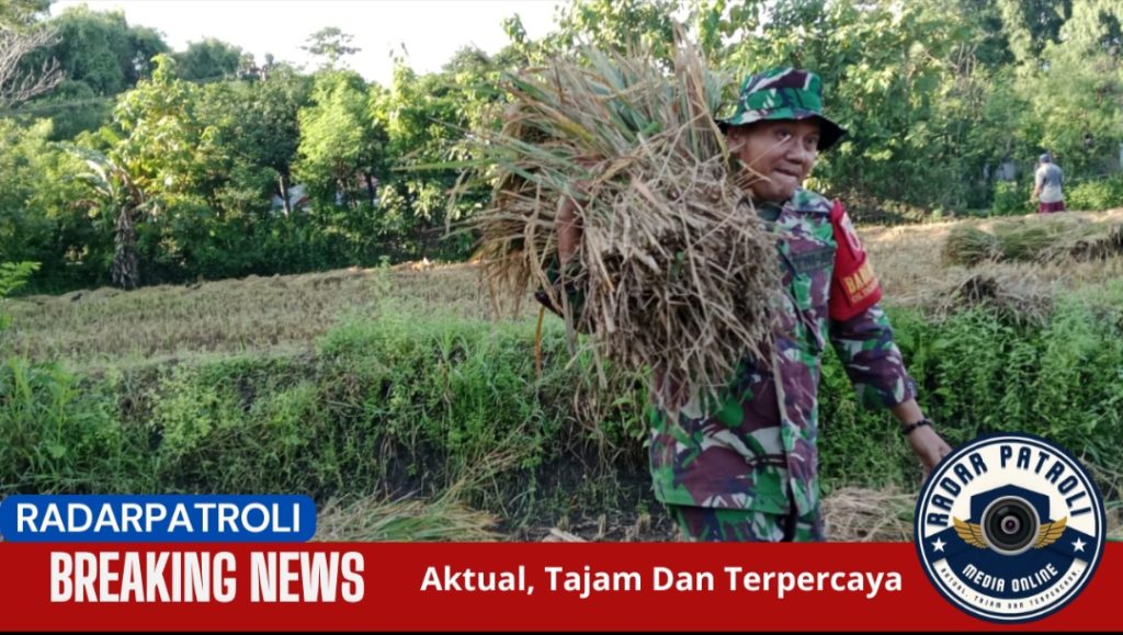 Koramil 0820/03 Leces Laksanakan Patroli Dan Pendampingan Petani Dalam Gerakan Antisipasi Darurat Pangan Nasional