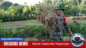 Koramil 0820/03 Leces Laksanakan Patroli Dan Pendampingan Petani Dalam Gerakan Antisipasi Darurat Pangan Nasional