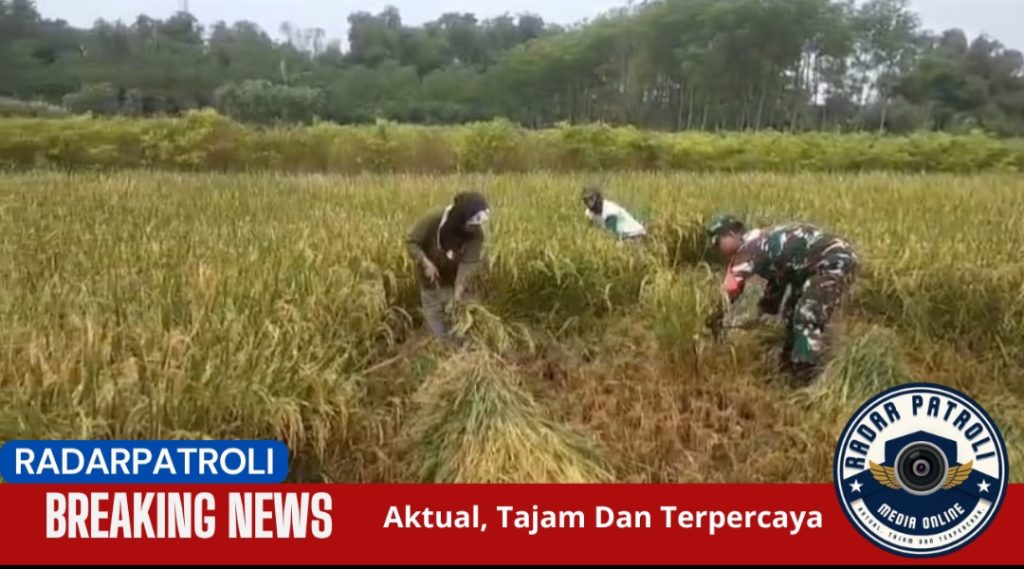 Koramil Banyuanyar Sukseskan Program Serapan Gabah Petani Lewat Komunikasi sosial