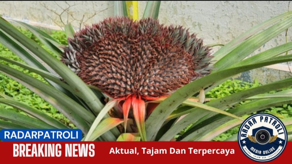 Heboh..!!! Buah Nanas Unik Berbentuk Kipas, Berbeda Dari Biasanya