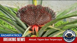 Heboh..!!! Buah Nanas Unik Berbentuk Kipas, Berbeda Dari Biasanya
