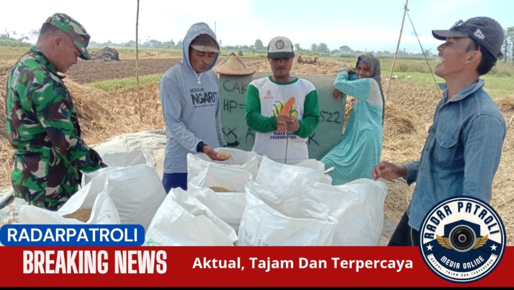 Serka Akhmad Prasetia Anggota Koramil 0820/06 Sumberasih Dukung Program Serapan Gabah Di Desa Sumurmati