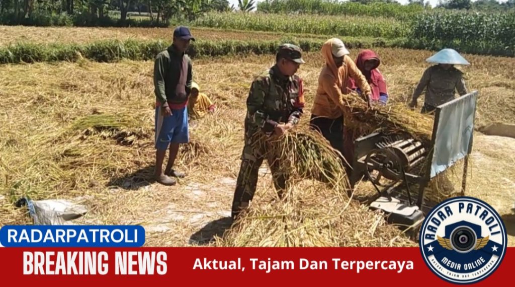 Sertu Moh Jumadi Anggota Koramil 0820/04 Bantaran Dukung Dan Support Program Serapan Gabah Petani