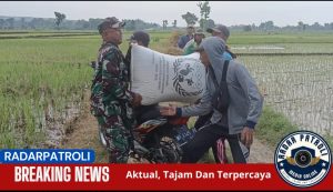 Kodim 0820/Probolinggo Dukung Gerakan Antisipasi Darurat Pangan Nasional Melalui Pendampingan Panen Padi Oleh Babinsa