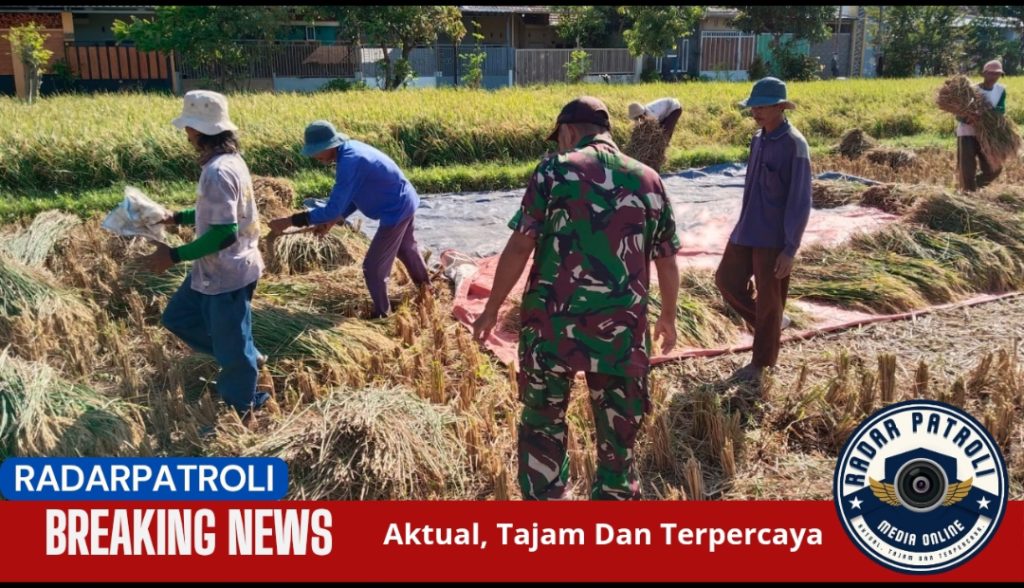 Kodim 0820/Probolinggo Dukung Gerakan Antisipasi Darurat Pangan Nasional Lewat Pendampingan Panen