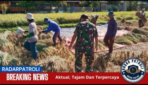 Kodim 0820/Probolinggo Dukung Gerakan Antisipasi Darurat Pangan Nasional Lewat Pendampingan Panen
