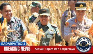 Dandim 0820/Probolinggo Ikuti Panen Raya Jagung Serentak Kuartal Kedua Di Jrebeng Kidul