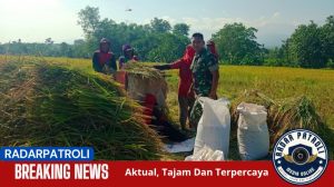 Kodim 0820/Probolinggo Aktif Dukung Ketahanan Pangan Lewat Pendampingan Panen Padi Di Pakuniran