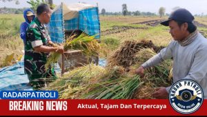 Babinsa Wringinanom Dampingi Panen Padi Warga, Wujud Dukungan TNI AD terhadap Ketahanan Pangan Nasional