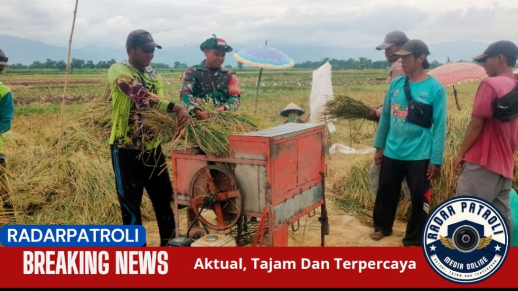 Kodim 0820/Probolinggo Dukung Ketahanan Pangan Lewat Pendampingan Panen di Kraksaan