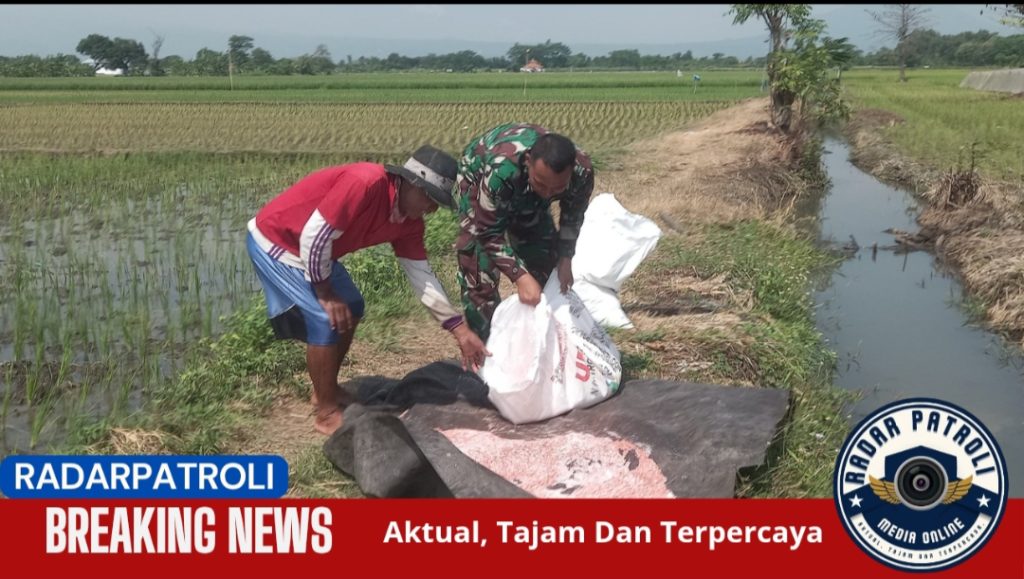 Koramil 0820/15 Pajarakan Dampingi Petani dalam Rangka Gerakan Antisipasi Darurat Pangan Nasional