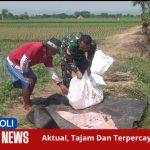 Koramil 0820/15 Pajarakan Dampingi Petani dalam Rangka Gerakan Antisipasi Darurat Pangan Nasional