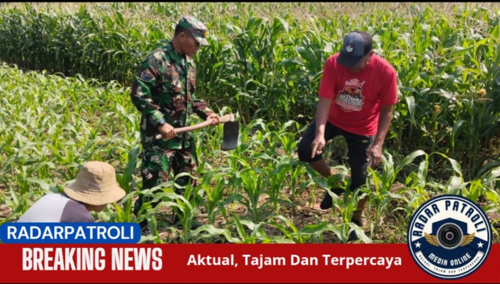 Koramil 0820/06 Sumberasih Dukung Gerakan Antisipasi Darurat Pangan, Dampingi Petani Di Wilayah Binaan