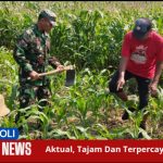 Koramil 0820/06 Sumberasih Dukung Gerakan Antisipasi Darurat Pangan, Dampingi Petani Di Wilayah Binaan