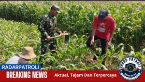 Koramil 0820/06 Sumberasih Dukung Gerakan Antisipasi Darurat Pangan, Dampingi Petani Di Wilayah Binaan